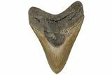 Serrated, 5.05" Fossil Megalodon Tooth - North Carolina - #199699-1